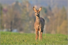 <p>SRNEC OBECNÝ (Capreolus capreolus) Šluknovsko - Jiříkov (European roe deer / Reh</p>